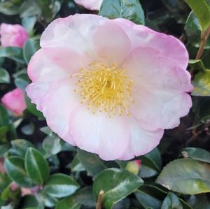 Meet your Posher, Aqua